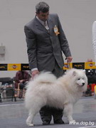 Puppy 10092006